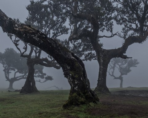 Isle of Mist & Colour: A Photographer's Week in Madeira